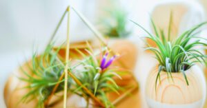 plant nursery 01