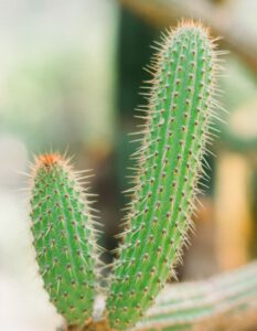 plant nursery 05
