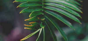 plant nursery 20