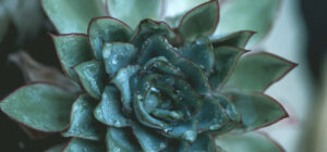 plant nursery 21