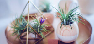 plant nursery 22