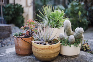 plant nursery 23