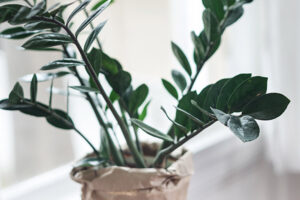 plant nursery 25