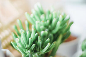 plant nursery 26