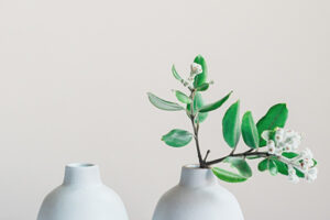 plant nursery 27